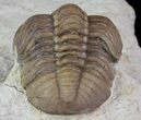 Lochovella (Reedops) Trilobite - Oklahoma #68636-4